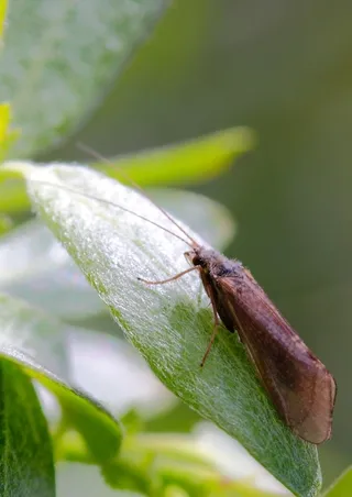 Caddis fly on leaf
