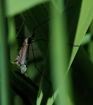 Crane fly on grass