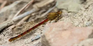 Red Damselfly