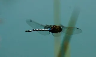 Dragonfly in flight