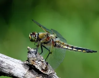 Dragonfly at rest