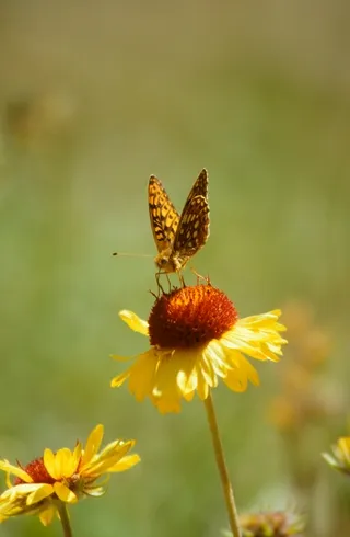 Fritillary butterfly on wildflower