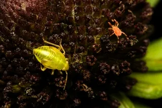 Green shield bug and red mite on flower