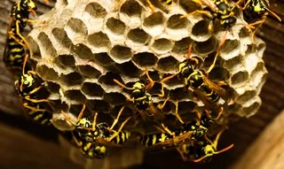 Hornets with nest