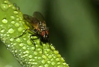 Common housefly