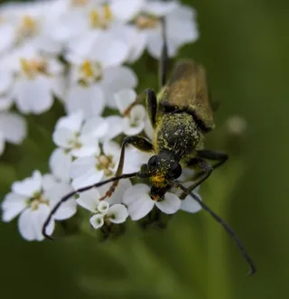 Black long-horned beetle