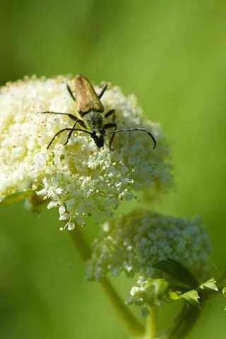 Black longhorned beetle on wildflower