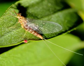 Brown mayfly on leaf