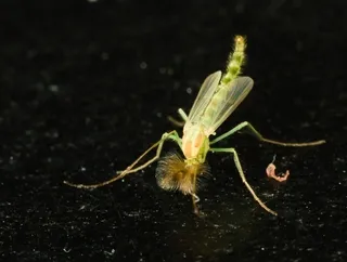 Green midge