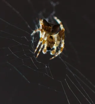 Backlit orb-weaver spider