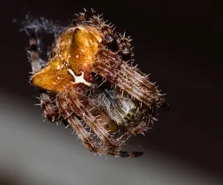 Orb-weaver spider