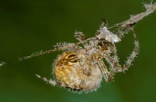 Orb-weaver spider spinning web