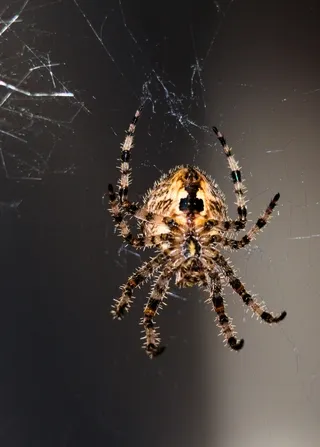 Orb-weaver spider