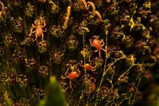 Red mites on wildflower blossom