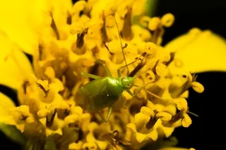 Green shield bug on yellow flower
