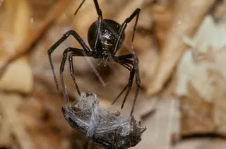 Black widow spider and prey