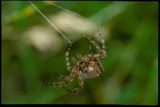 Orb-weaver spider spinning web