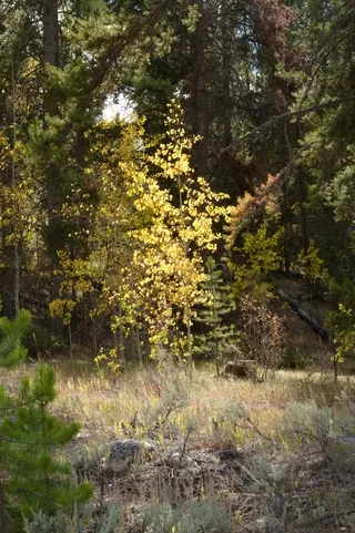 Autumn colors Beartooth Highway