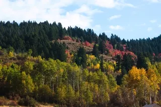 Idaho autumn foliage