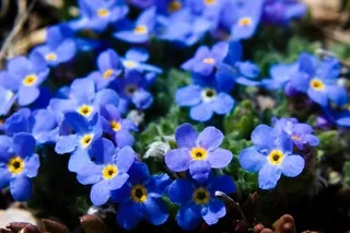 Forget-Me-Not cluster