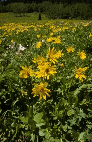 Arrowleaf Balsomroot