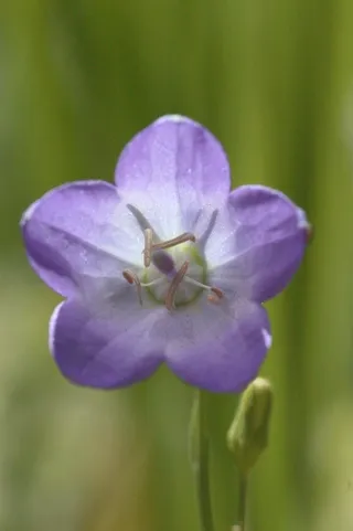 Blue Gilia widlflower