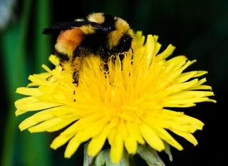Bumblebee on Dandelion flower