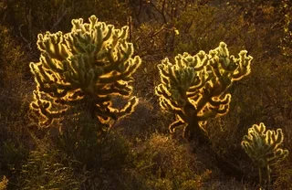 Backlit cholla cactus at sundown