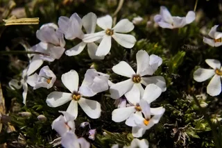 Cushion Phlox wildflowers