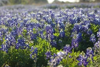 A field of Texas Bluebonnet wildflowers
