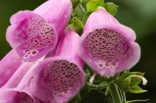 Foxglove wildflower