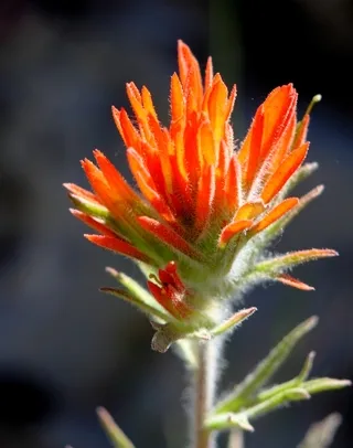 Red Indian Paintbrush wildflower