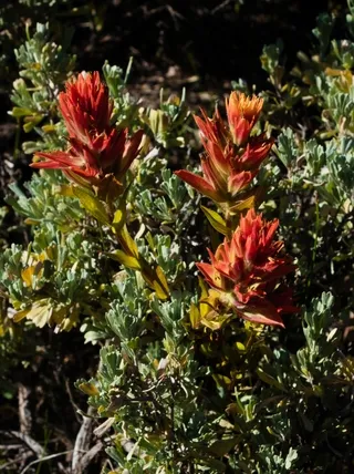 Indian Paintbrush Wyoming State Flower