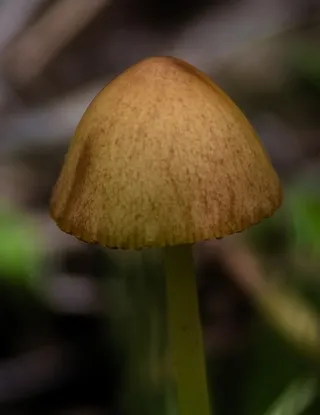 Small mushroom Alpine Wyoming