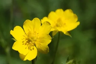 Northern Cinquefoil wildflower