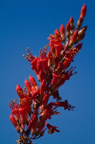 Ocotillo blossoms Big Bend National Park Texas