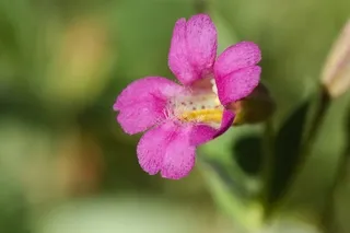 Great Purple Monkey-flower