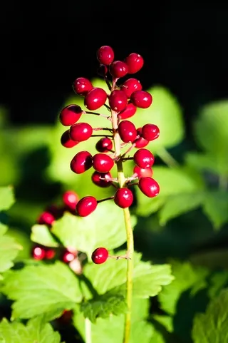 Red berries and green leaves