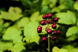 Red berries and plant stalk