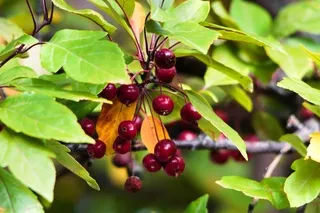 Red berries and tree leaves Wyoming