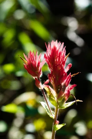 Red Indian Paintbrush