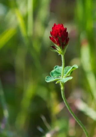 Small red wildflower and leaves
