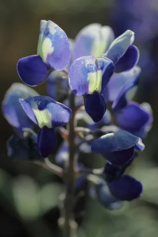 Texas Bluebonnet wildflower