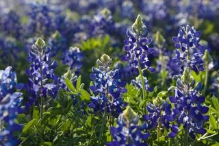 Texas Bluebonnet wildflower