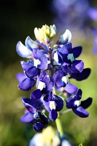 Texas state flower