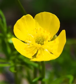A single varileaf cinquefoil blossom