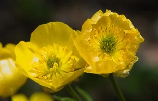 Varileaf Cinquefoil wildflowers