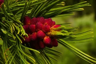 White bark pine pollen cone