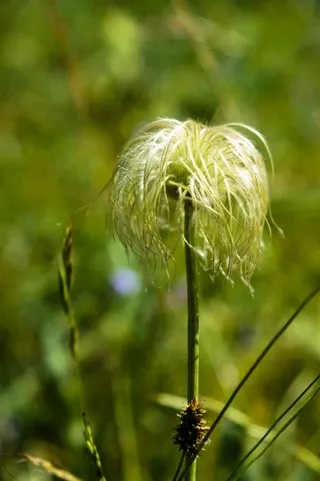 Chaparral clematis seed stage wildflower