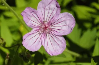 Pink and purple wildflower